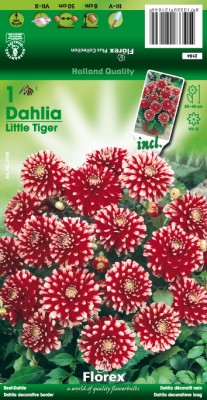 Zomerbollen en vaste planten Dahlia Dahlia perk Little Tiger per 1 Dahlia perk Little Tiger per 1 (a6137) Zomerbollen en vaste planten Dahlia Dahlia perk Little Tiger per 1 Dahlia perk Little Tiger per 1 (a6137)